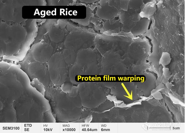 Figura 3 Morfologia microstrutturale del film proteico sulla superficie del riso nuovo e invecchiato