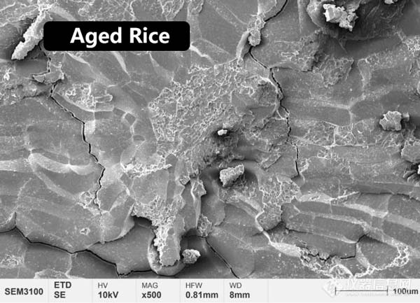 Figura 2 Morfologia microstrutturale dell'endosperma centrale del riso novello e del riso invecchiato