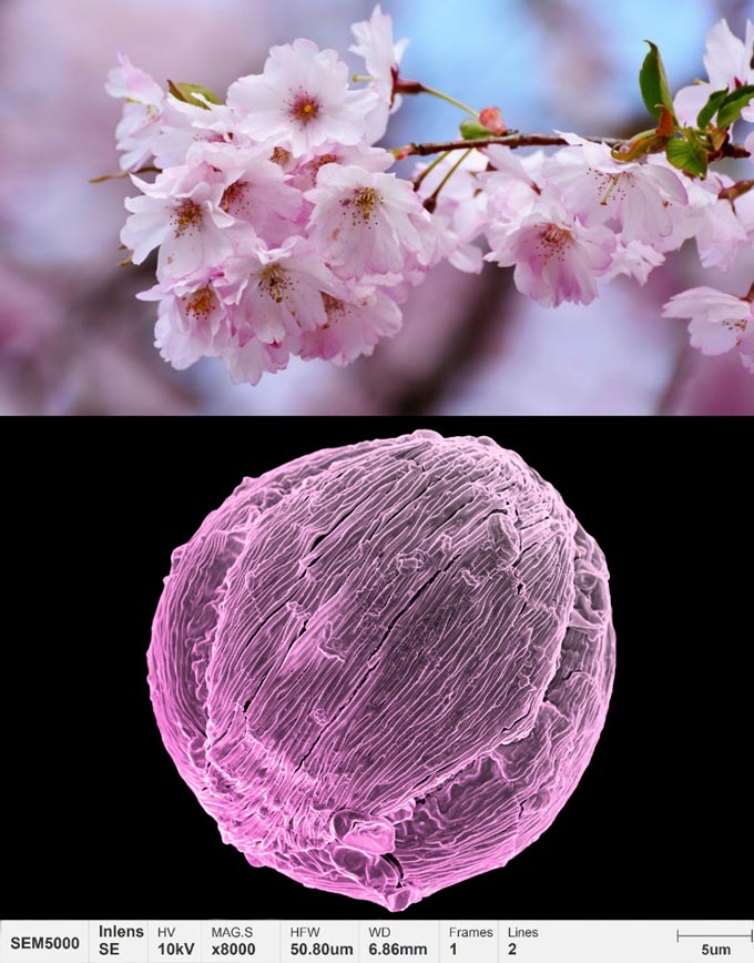 applicazioni-polline-micromorfologia-ciliegio-fiori