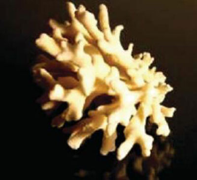applicazioni-studio-dei-coralli-campione.jpg