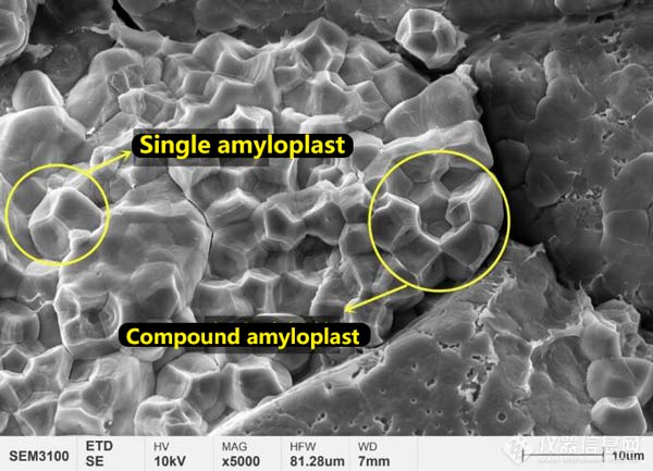 Figura 4 Microstruttura dei granuli di amido dell'endosperma del riso novello