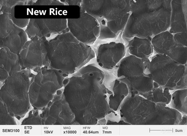 Figura 3 Morfologia microstrutturale del film proteico sulla superficie del riso nuovo e invecchiato