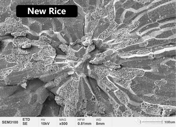 Figura 2 Morfologia microstrutturale dell'endosperma centrale del riso novello e del riso invecchiato