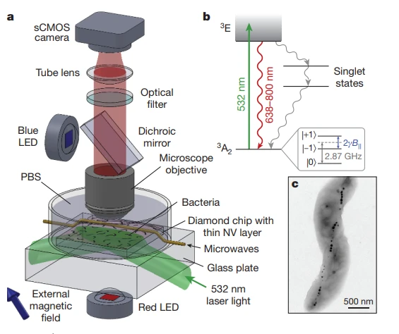 applicazioni-ricerca-cellule-nvcenter-batteri-magnetotropici