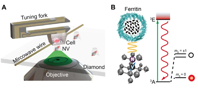 applicazioni-nvcenter-cell ricerca-ferritina-cella