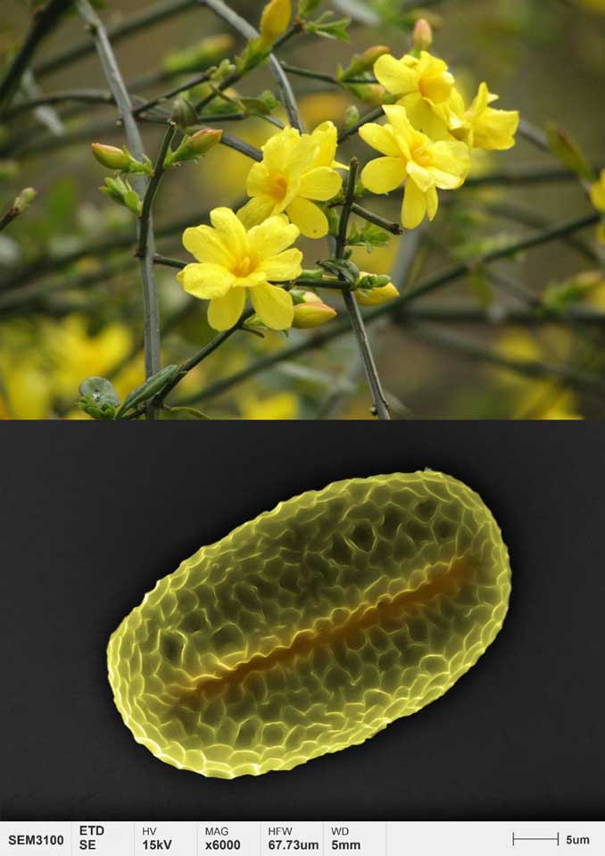 applicazioni-polline-micromorfologia-gelsomino invernale
