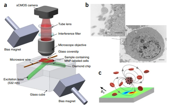 applicazioni-ricerca-cellule-nvcenter-immunomagnetiche-cellule