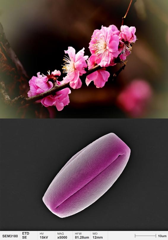 applicazioni-polline-micromorfologia-pruno-fiori