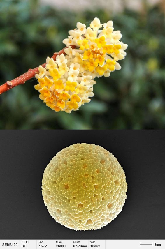 applicazioni-polline-micromorfologia-paperbush