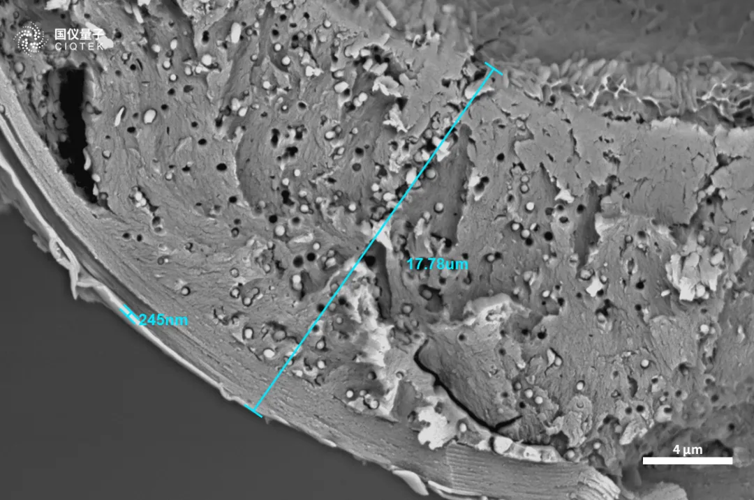 Microscopio elettronico a scansione con filamento di tungsteno CIQTEK