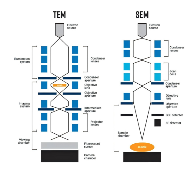 Le differenze tra il microscopio elettronico a scansione (SEM) e il microscopio elettronico a trasmissione (TEM)